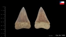 2 Fossil Great white Shark teeth / 5 fossile Zähne Weisser Hai - CHILE