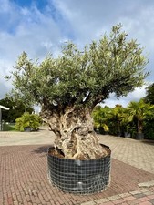 Olivenbaum ca. 250 Jahre alt