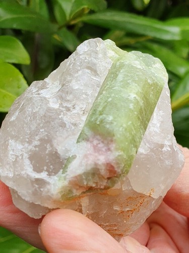 Wassermelonenturmalin - ,, #