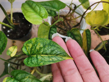 Monstera Siltepecana Aurea variegata bewurzelter Stammableger 