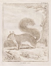 squirrel Eichhörnchen