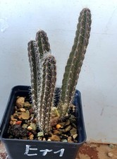 Corryocactus squarrosus /
