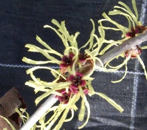 Hamamelis mollis chinesische - hamamelis,