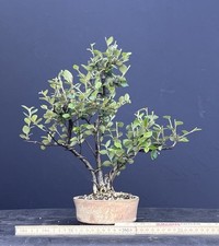 Bonsai Mit gewisser Reife