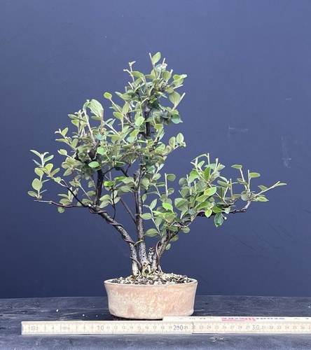 Bonsai mit gewisser reife - mit,