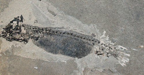Perm sclerocephalus larve - perm,