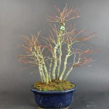 Bonsai - Fächerahorn, Acer