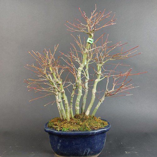 Bonsai fächerahorn acer - -,