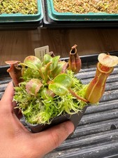 Nepenthes villosa x truncata C
