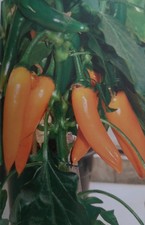  5x Chilisamen Bulgarian