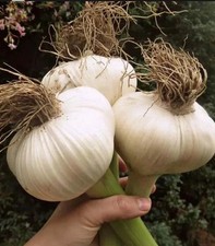 10 Zehen von riesige Knoblauch , Spanische Sorte , Winterhart . Samenfest