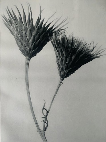 1929 karl blossfeldt - 1929, druck