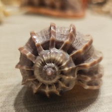 GROSSE HARFEN SCHNECKE HARPA KENYA TRAUM EXEMPLAR NACHLASS FOSSILIEN 