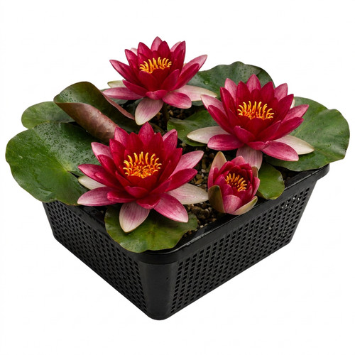 Rote seerose komplettset - rote,