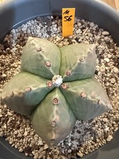 MONARCH ASTROPHYTUM ‼️SALE