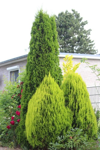 Thuja orientalis aurea nana - orientalis, nana'