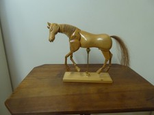 Pferdemodell Anatomie-Pferd