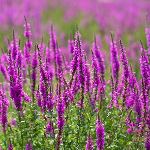 Blutweiderich 500 samen - blutweiderich, 500+