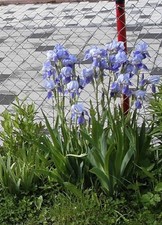 Iris - Schwertlilie -