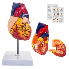 Menschliches Herz Modell für