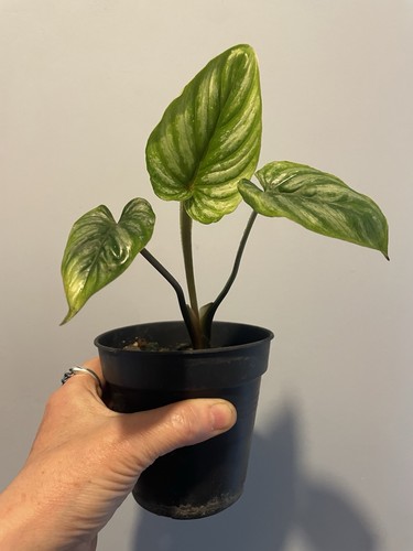 Philodendron plowmanii aroid - philodendron,