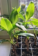 5 Musa Basjoo Bananenstauden