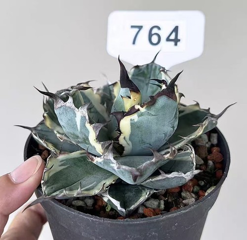 Pot 10cm agave titanota - pot,