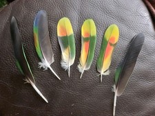 Papageienfedern 6 Stück