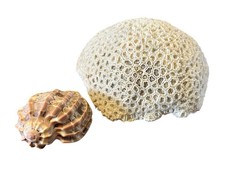 Steinkoralle Hirnkoralle Faviidae weiß & große Harfenschnecke Harpa Mayor 55154