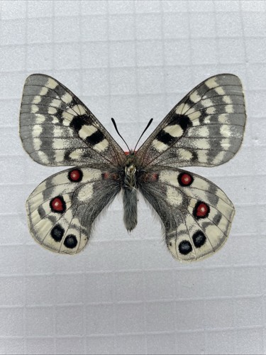 Entomologie*Parnassius