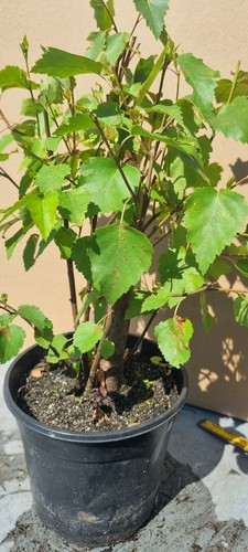 Pre bonsai birkenbaum - ,