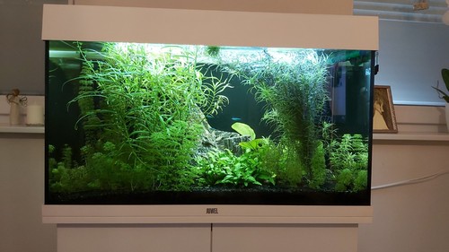 Juwel rio 125 led aquarium - rio,
