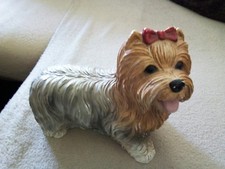Yorkshire terrier  hund