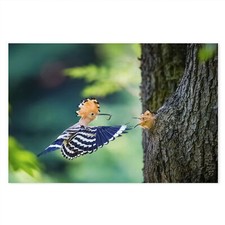 Postereck - 4106 - Wiedehopf