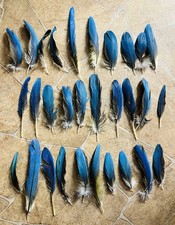 30 kurze Papageienfedern vom