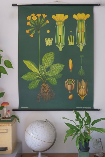 Vintage schulwandkarte - vintage, |