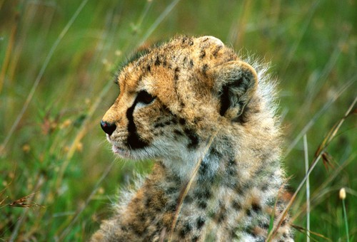 Postkarte gepard - 1, ak