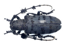 Cerambycidae aristobia - cerambycidae,, sp.