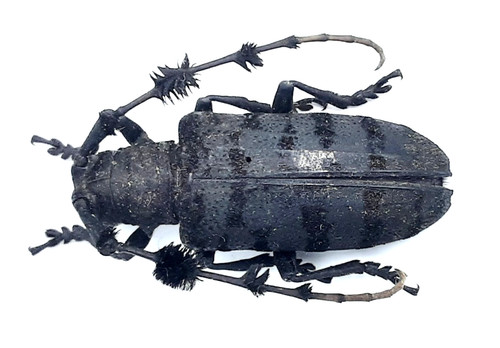 Cerambycidae aristobia - cerambycidae,, sp.
