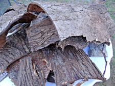 Baumrinde, 1kg Länge 30-60