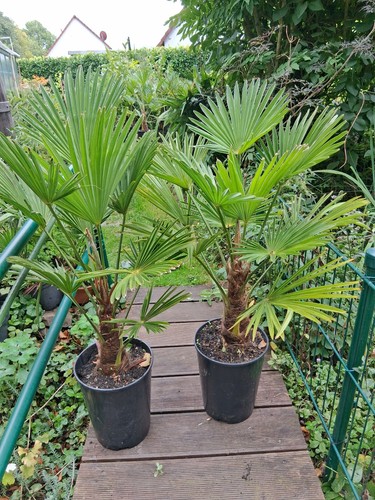 Trachycarpus wagnerianus - 1,