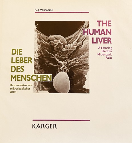 Die leber des menschen - des,