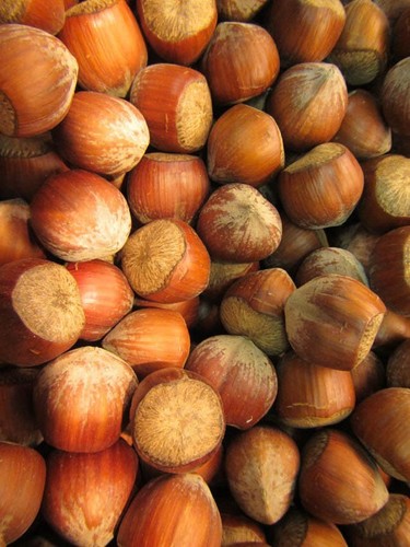 Corylus nocchione - corylus, 'nocchione'