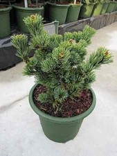 Pinus parviflora Gyokkasen -