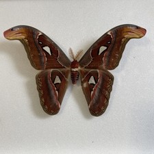 Entomologie*Attacus