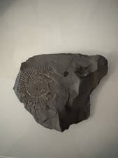 Versteinerungen Fossilien Ammonit Abdruck Schiefer
