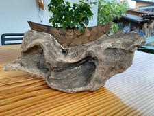 ? Einzigartige Treibholz Wurzel – Naturkunst vom Oberrhein ?