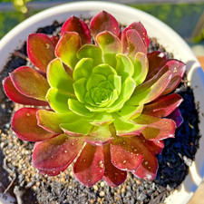 Rare Fiesta Variegated Aeonium