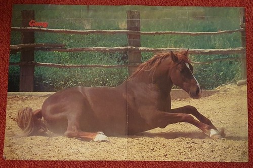 Poster bild pferdeposter - bild,