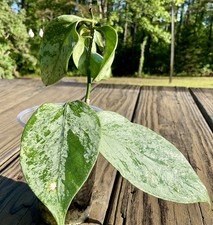 Hoya coriacea silver - coriacea,